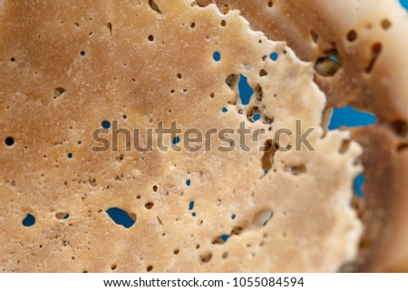 Sea shells on blue background
