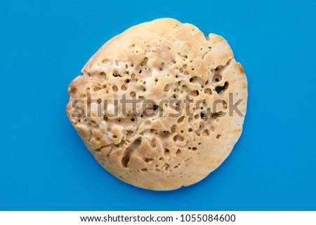 Sea shells on blue background