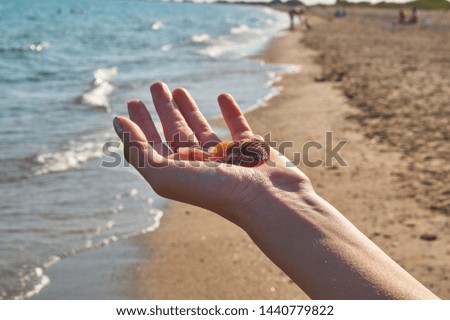 Sea shells on a girls palm at the beach. Travel concept. Beautiful slim woman holding in hands sea shells. Vacation on paradise island with clear turquoise water.