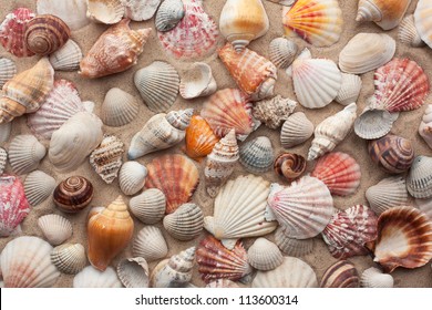 Sea Shells On Sand As Background