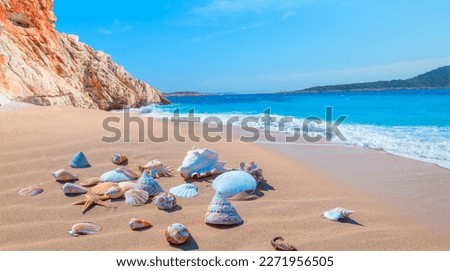 Sea shells on sand background   Kaputas Beach, Mediterranean Sea
