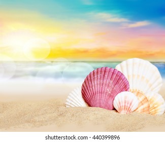 Sea Shells On The Summer Beach. Family Of Sea Shells. Summer Concept. 