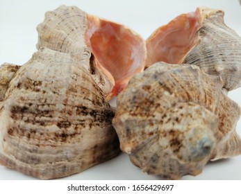 sea shells on a white background