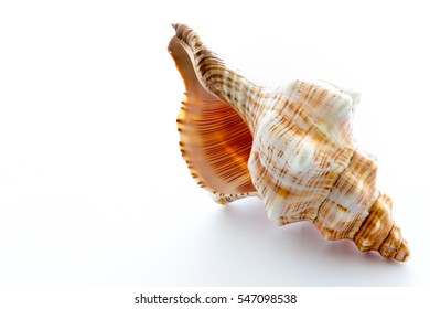 Sea Shells On White Background Stock Photo (Edit Now) 547098538