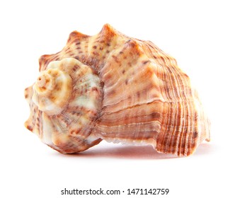 Large Sea Snail High Res Stock Images Shutterstock