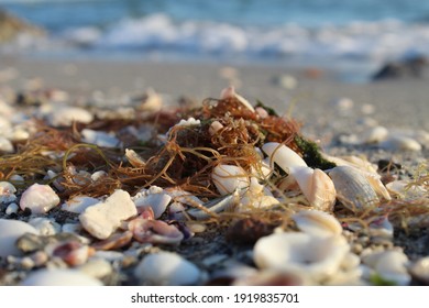 Sea Shells With Red Sea Weed