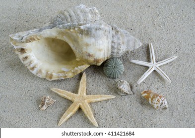 sea shells with sand as background