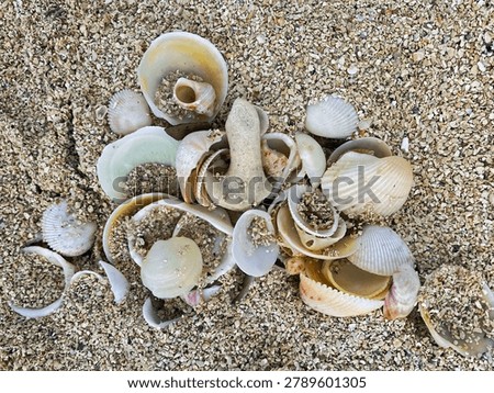 Sea shells in the sand at the beach