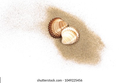 Sea shells in sand pile isolated on white background, top view