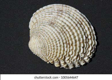 Sea shells with sharp striations
