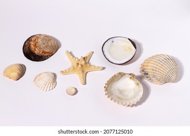 Sea shells and sea star, different forms of sea animals