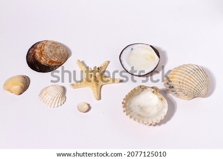 Sea shells and sea star, different forms of sea animals