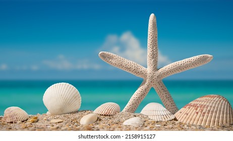 Sea shells and Starfish. Beach sand with seashells. Panorama of ocean beach. Summer vacation concept for travel agency or post, greeting card. Atlantic ocean background. Macro High resolution photo.