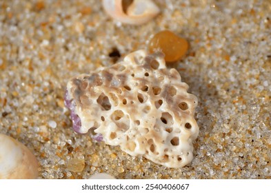 Sea shells and tumbled rocks on sandy beach close up - Powered by Shutterstock