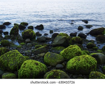 Sea shore with blue water and rippled water. Mossy stones on volcanic beach. Tropical island wild coast. Still sea with sky reflection and water ripples. Exotic island evening. Tropic seaside - Powered by Shutterstock