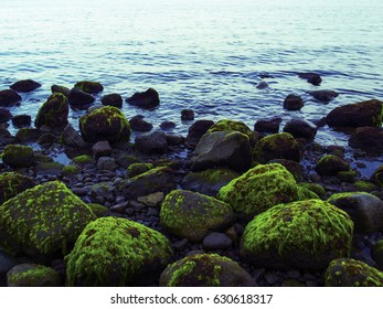 Sea shore with blue water and stones in seaweeds. Mossy stones on volcanic beach. Tropical island wild coast. Still sea with sky reflection and water ripples. Exotic island evening. Tropic seaside - Powered by Shutterstock