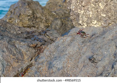 Sea shore crab covered rocks