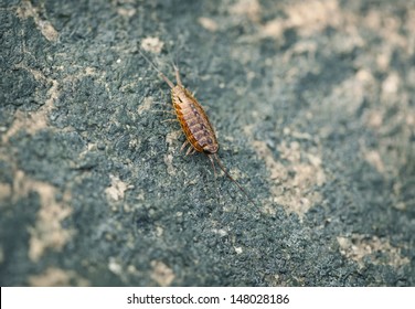 Sea Slater (sea Louse) On Rough Stone Background