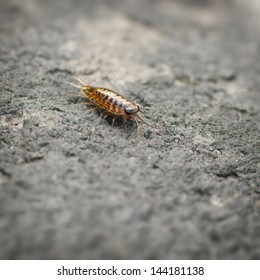 Sea Slater (sea Louse) On Stone Surface