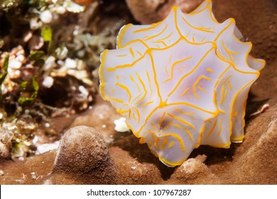 Sea Slug