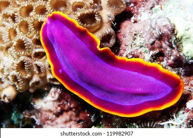 Sea Slug