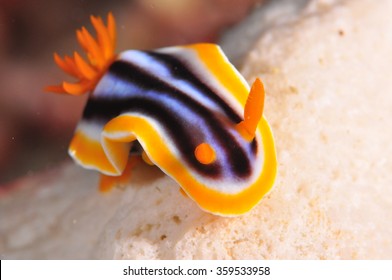 Sea Slug