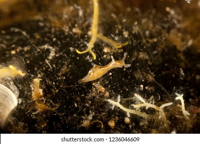 Sea Slug, A Sea Hare, Aplysia Punctata