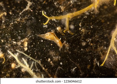 Sea Slug, A Sea Hare, Aplysia Punctata