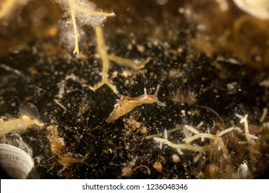 Sea Slug, A Sea Hare, Aplysia Punctata