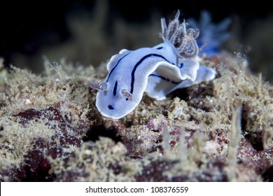 Sea Slug, Nudibranch