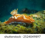 The sea slug Phyllidia varicosa, a colorful wonder of Đà Nẵng waters, features a sleek black exterior adorned with smooth gray-blue stripes and vibrant yellow spots, making it a striking ocean beaut