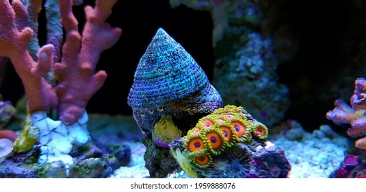 Sea Snail In Saltwater Aquarium Reef Tank