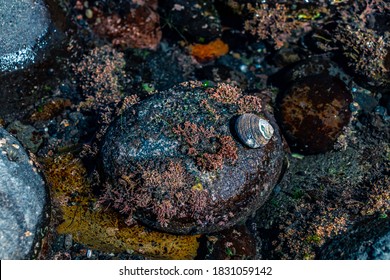 Sea Snail Sat On Rock In Intertidal Zone New Zealand