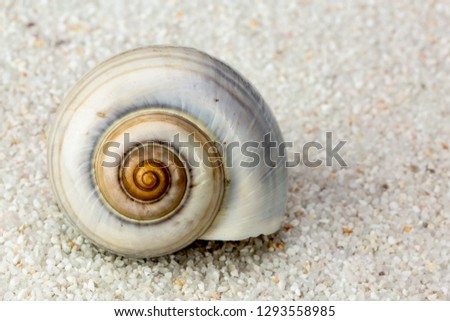 sea snail shell on Beach Sand. Close up studio shoot