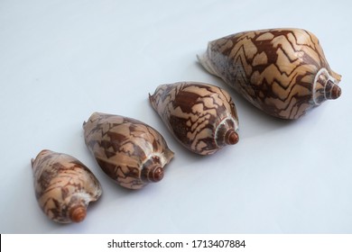 Sea Snail Shell In White Background