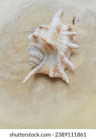 sea snails are the general name of soft,shelllness animals that belong to the gastropoda class,differentiated based on shape and color such as sports or horns