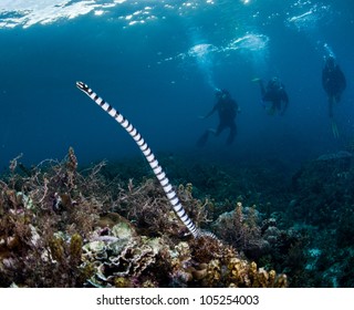 Sea Snake