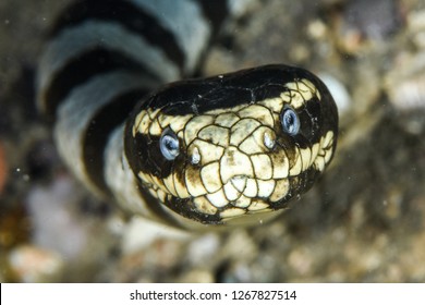 Sea Snake Portrait