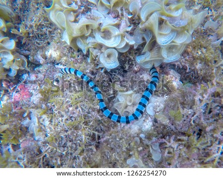 Sea snake in seaweeds closeup. Poisonous krait sea snake with black and white stripes. Tropical seashore underwater photo. norkeling in shallow sea water. Dangerous marine animal. Threat on vacation Stok fotoğraf © 