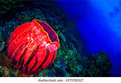 Sea sponge underwater. Sponges undersea - Shutterstock ID 1973783327