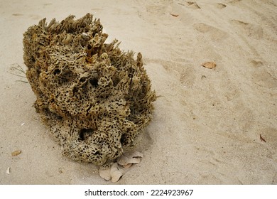 Sea Sponge Washed Up On The Sandy Beach