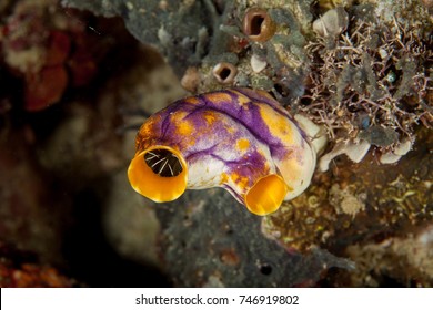 Sea Squirt