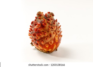 sea squirt on white background - Shutterstock ID 1203138166