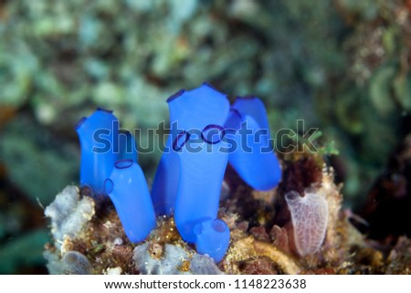 Sea squirts, tunicates, or ascidians living on the reef