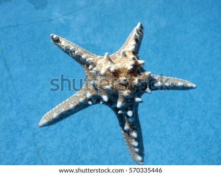 Similar – Foto Bild StarFish Seestern Meer