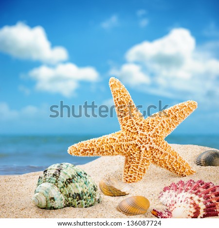 Sea star and colorful shells on coastline