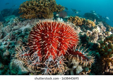 Sea Star Crown Of Thorns While Eating Hard Coral