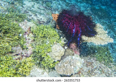 Sea Star Crown Of Thorns While Eating Hard Coral