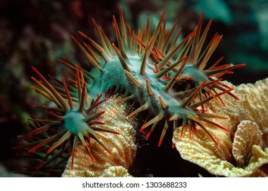 Sea Star Eating Coral 