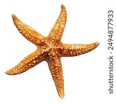 Sea star isolated on a white background